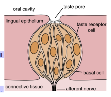 <p>taste buds located on papillae on the tongue detect flavors. this drives appetite and protects us from harm by making us crave essential nutrients and causing us to avoid bitter + sour taste often linked to poisons</p>
