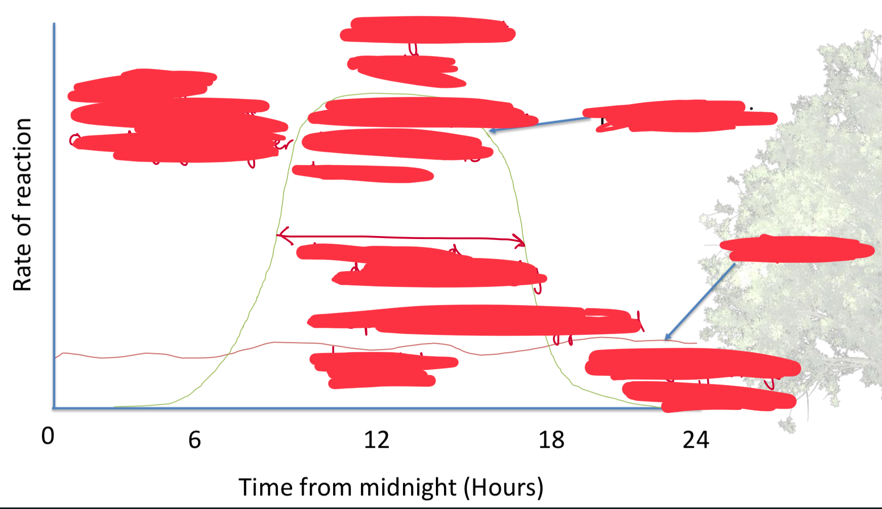 <p>describe this graph on what happens with gas exchange during hours of the day </p>