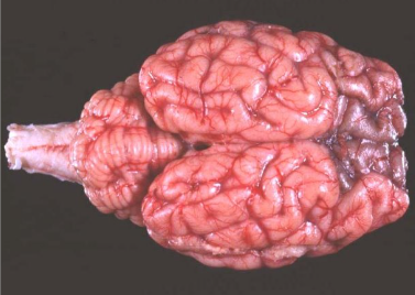 <p>Describe this marking</p>