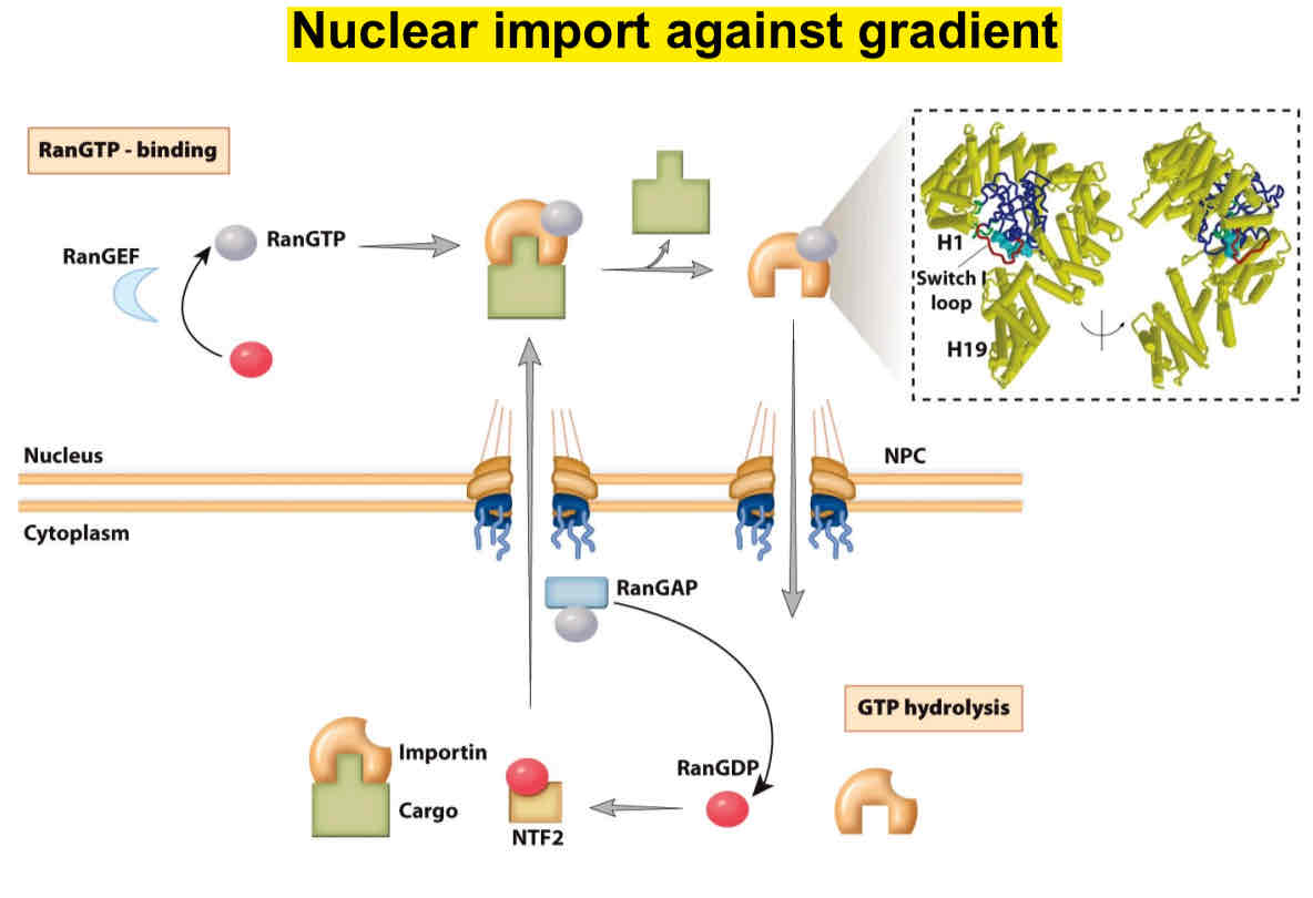<p>RanGDP bind to importin that goes to NPC complex and becomes RanGTP in nucleus</p><p>Facilitated by RanGEFm</p>