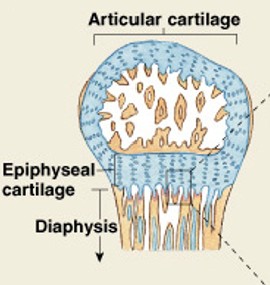 <p>Which step of endochondral ossification have:</p><ul><li><p><span style="color: yellow;"><strong>Epiphyses fill with spongy bone</strong></span>:</p><ul><li><p><span style="color: yellow;"><strong>Cartilage with the joint cavity is articulation cartilage</strong></span></p></li><li><p>Cartilage at the metaphysis is epiphyseal cartilage</p></li></ul></li></ul><p></p>