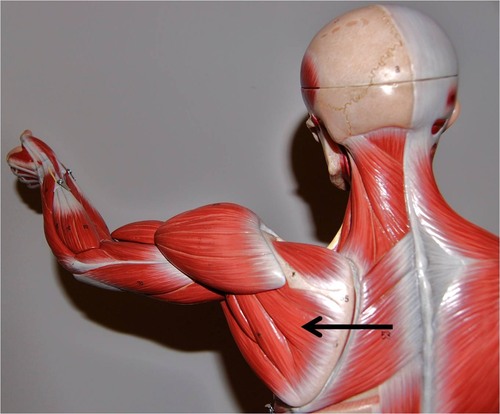 <p>below spine of trapezius, Lateral rotation of the arm</p>