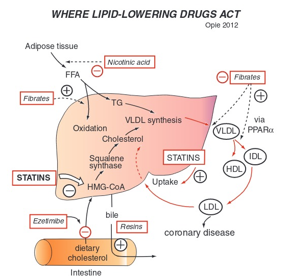 <p>the two effect of statins</p>