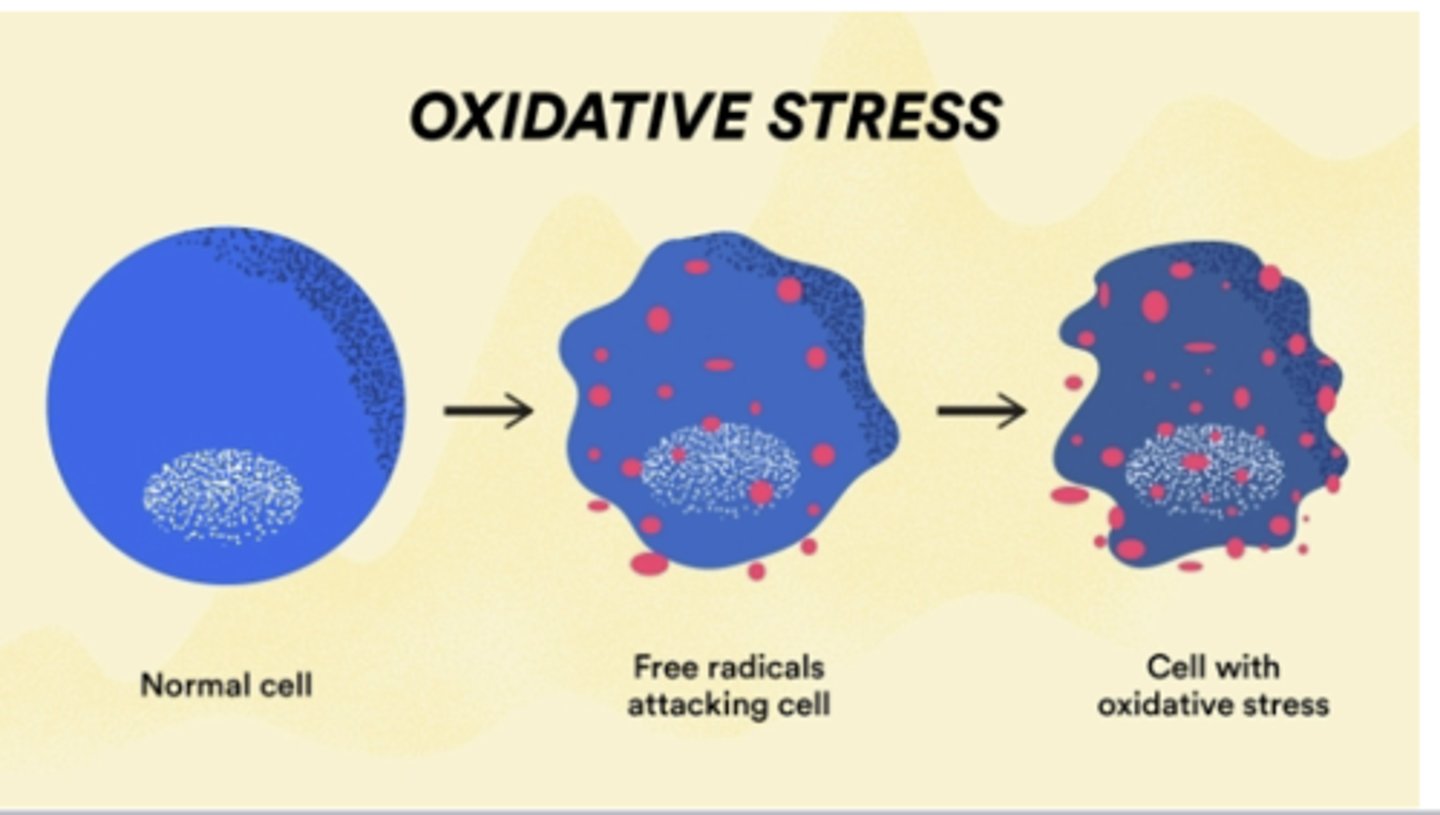 <p>- the restoration of oxygen-rich blood to damaged tissues triggers oxidative stress and free radical formation</p><p>- further compromises cell membranes and exacerbates tissue destruction</p>