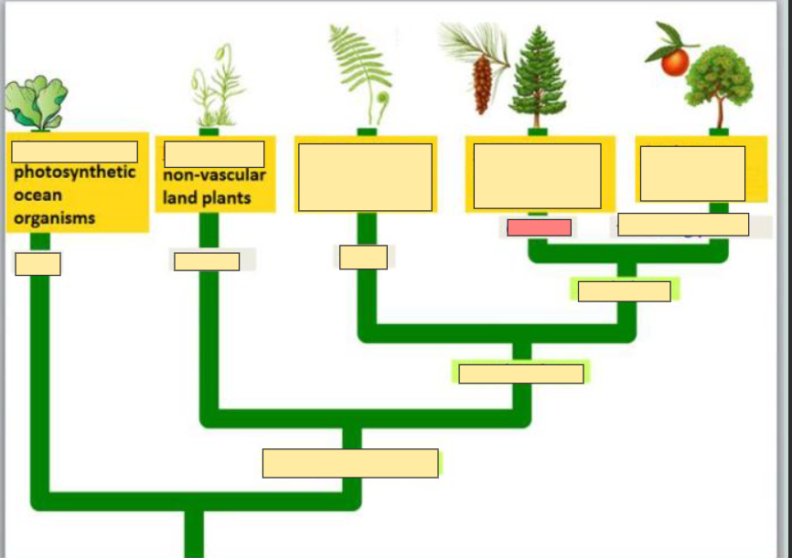 <p>example of Gymnosperms</p>