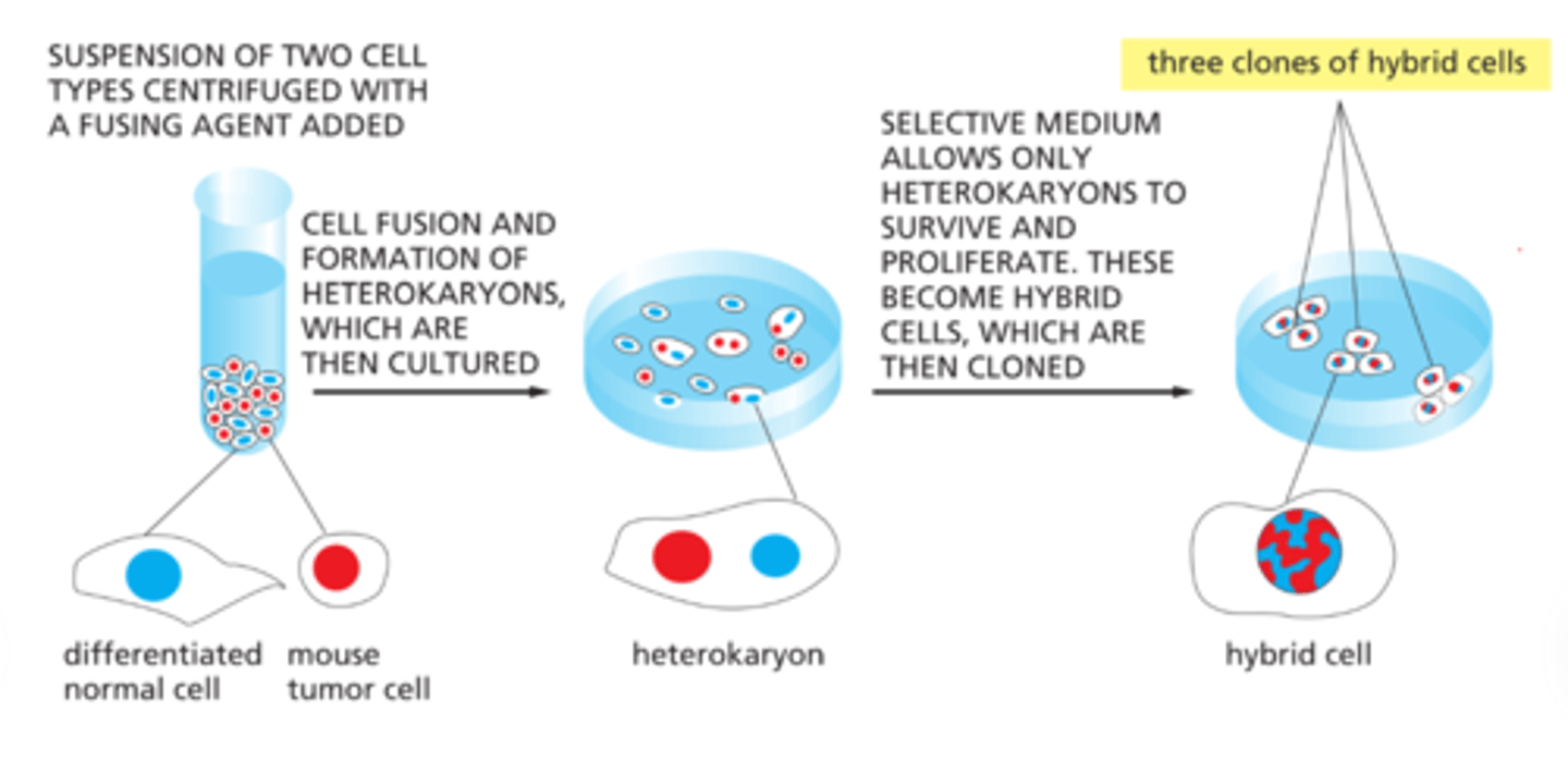 <p>- generated by fusing normal, short-lived antibody</p><p>-producingcells with immortal cells from a type of cancer calledmultiple myeloma- results in hybrid cells called hybridoma cells</p><p>• A monoclonal cell line is isolated by screening for theantibody of interest</p>