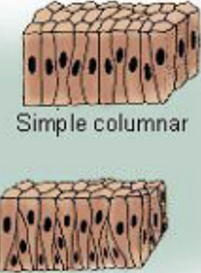 <p>Cells that are much taller than they are wide and protect underlying tissues, they often have cilia and microvilli specialised for secretion or absorption</p>