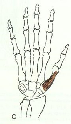 Sesamoid Bones