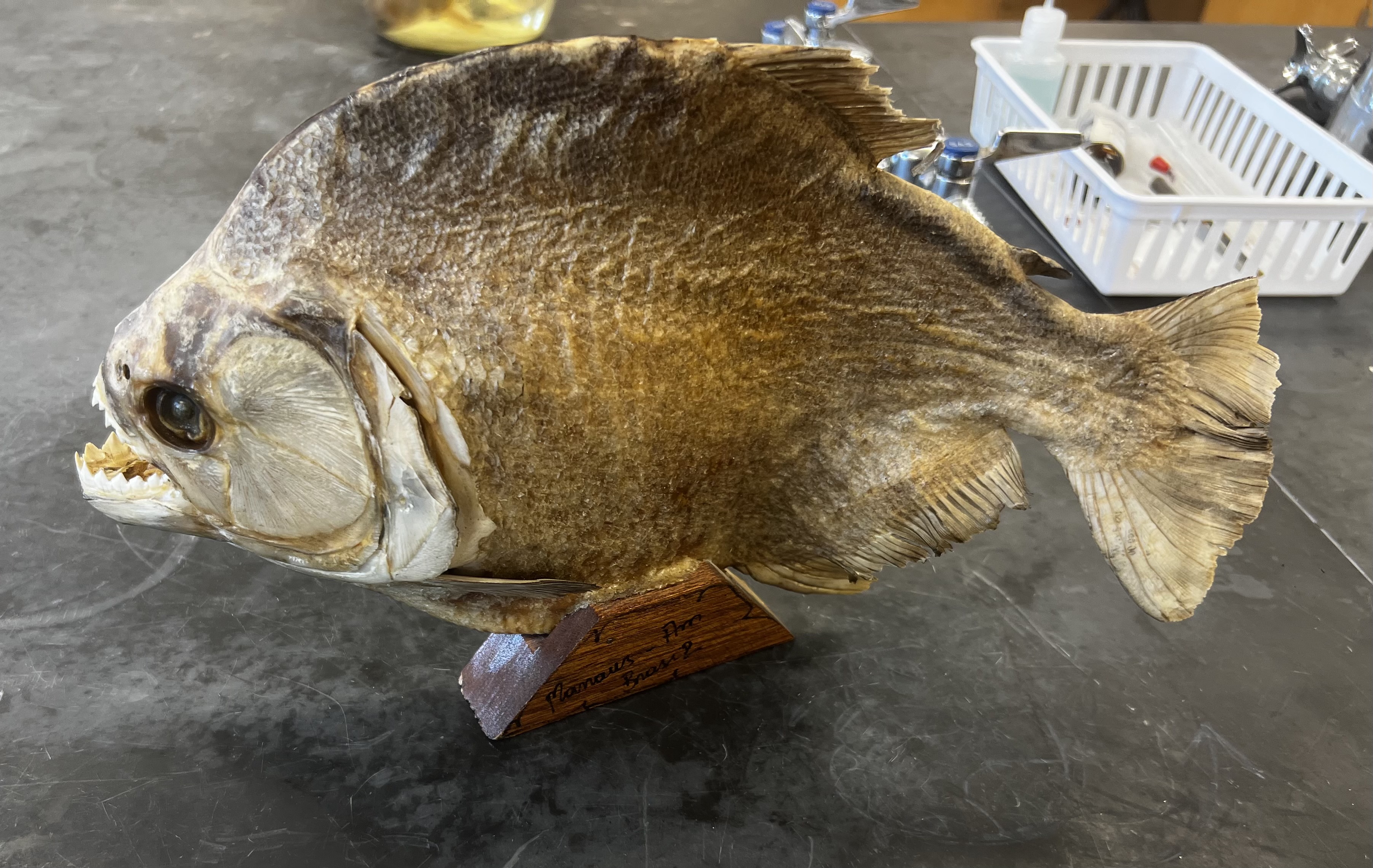 <p>name the superclass, class, subclass, order, and common name of this organism</p>