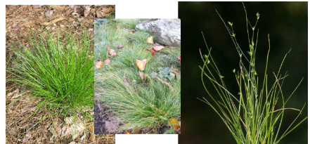 <p>-narrow, whispy leaves -clumpy</p>