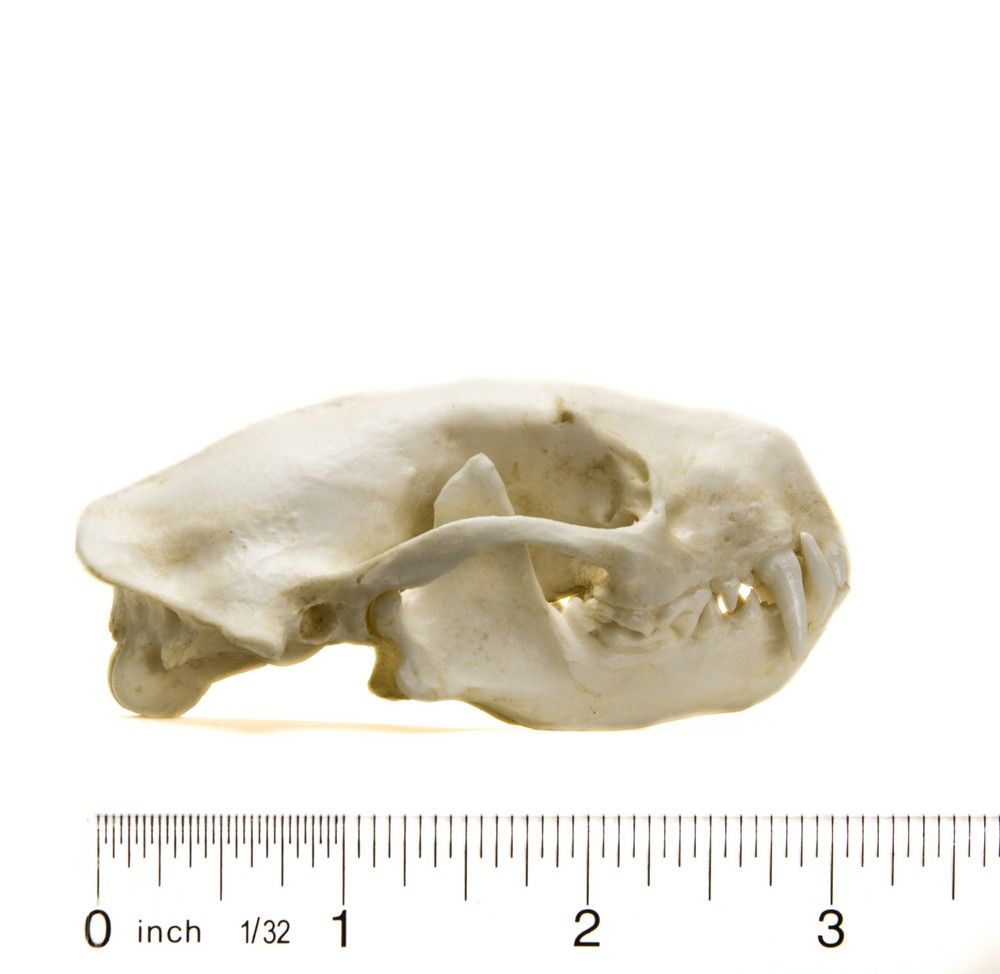 <p>palate does not extend beyond molars</p>