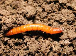 <p>Size: larvae 10–20 mm. Click beetle larvae; root and seed feeders.</p>