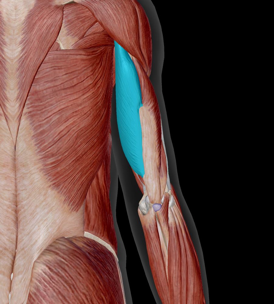 <p>Label the muscle</p>