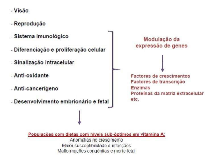 <p>Função mais importante é na visão (cenoura (com beta-acorteno) faz bem aos olhos), mas imediatamente a seguir vem a sua capacidade de modulação da expressão genética e diferenciação de tecidos (importância no desenvolvimento embrionário e período fetal)</p>