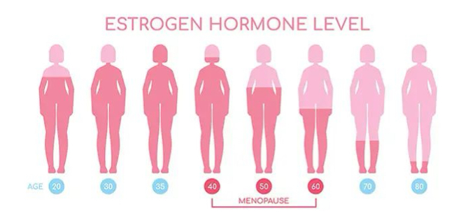 <ul><li><p>cessation of the menstrual cycle</p></li><li><p>naturally occurs between ages 45 and 55</p></li><li><p>surgically occurs through a hysterectomy </p></li></ul><p></p>
