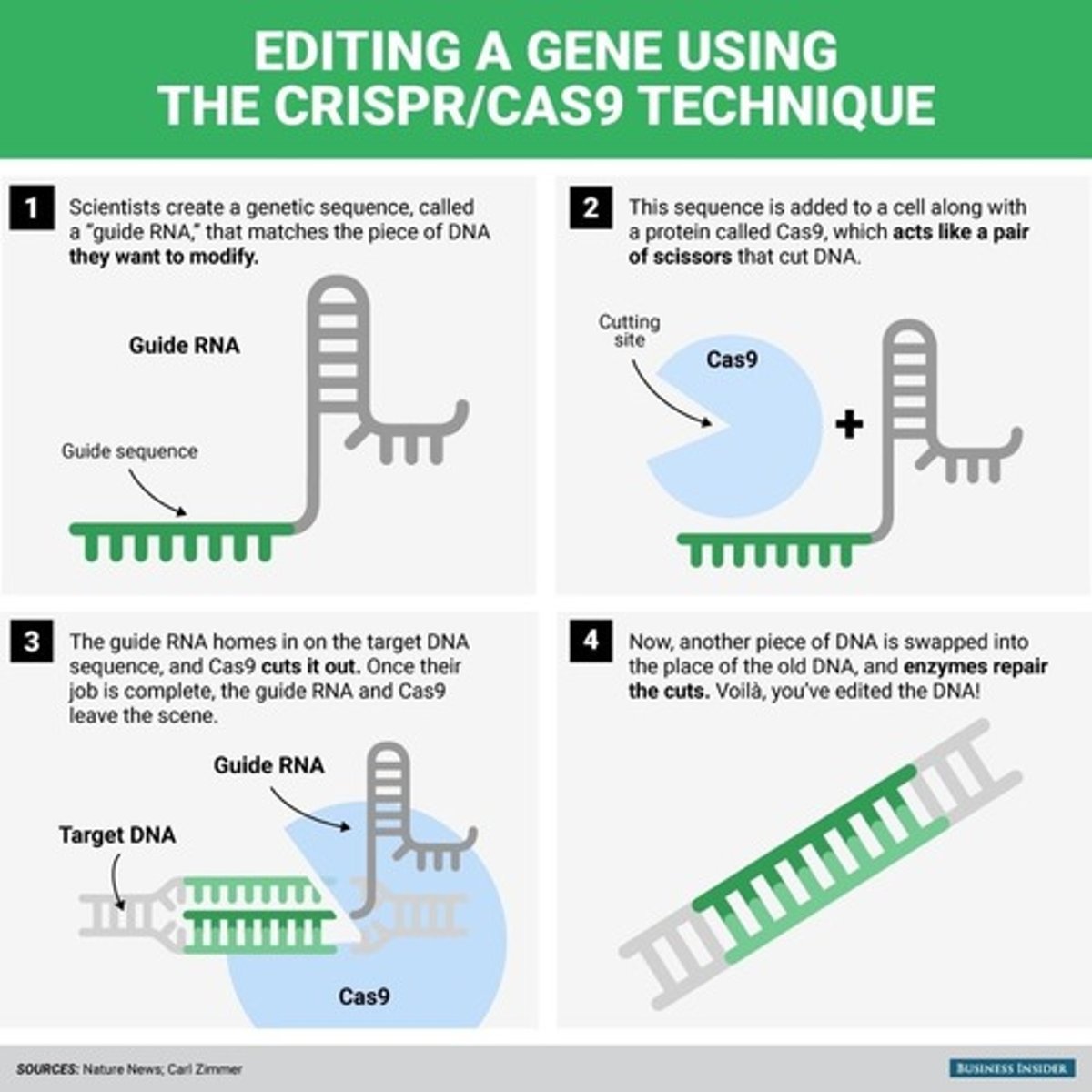 <p>CRISPR/CAS9 is used by bacteria to fight off phage infections</p><p>-Genetic sequence ("guide RNA") matches a piece of DNA they want to modify</p><p>-Sequence added to a cell along with a protein called Cas9 (acts like a pair of scissors that cut DNA)</p><p>-GUide RNA homes in on target DNA sequence and Cas9 cuts it out</p><p>-Another piece of DNA is swapped into the place of the old DNA and enzymes repair the cuts (edited DNA!)</p>
