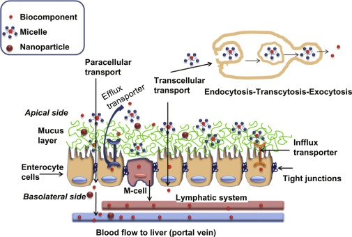 <p>Drug crosses <strong>around </strong>enterocytes through <strong><mark data-color="yellow" style="background-color: yellow; color: inherit">water-filled pores</mark></strong> between cells</p>