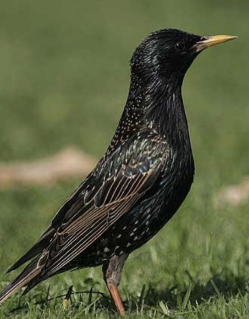 <p>what is this bird </p>