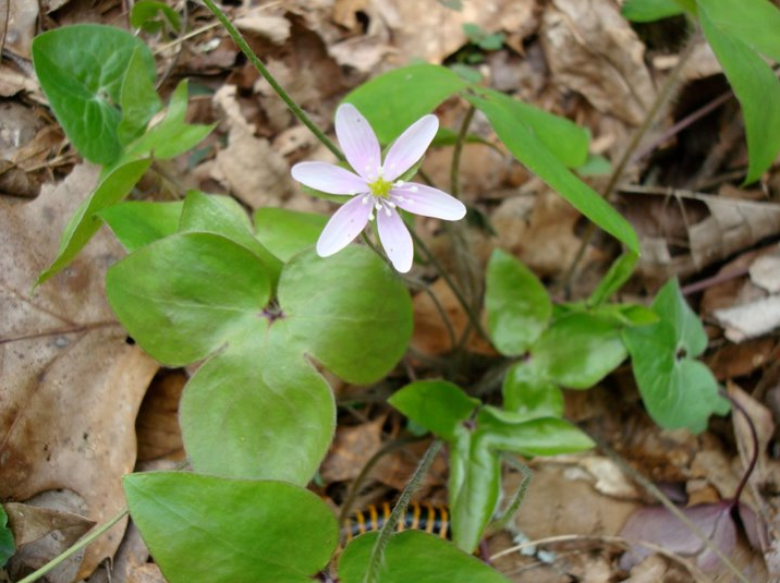 <p>Sharp-lobed Hepatica</p>