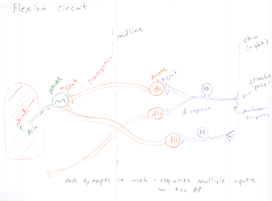 <p>Is an interneuron, that has AMPA receptors (glutamatergic, Strong response) and allows GLUT released by Rohan Beard to bind to IT. This causes a relase of Gluta AGAIN crossing the midline and converges with other DLCs</p>