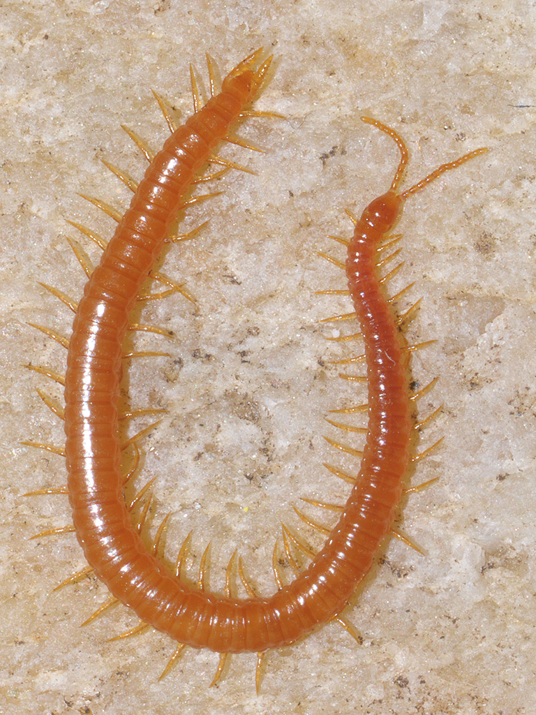 <p>Kmeň Arthropoda → Mandibulata → Podkmeň Myriapoda → Trieda Chilopoda</p>