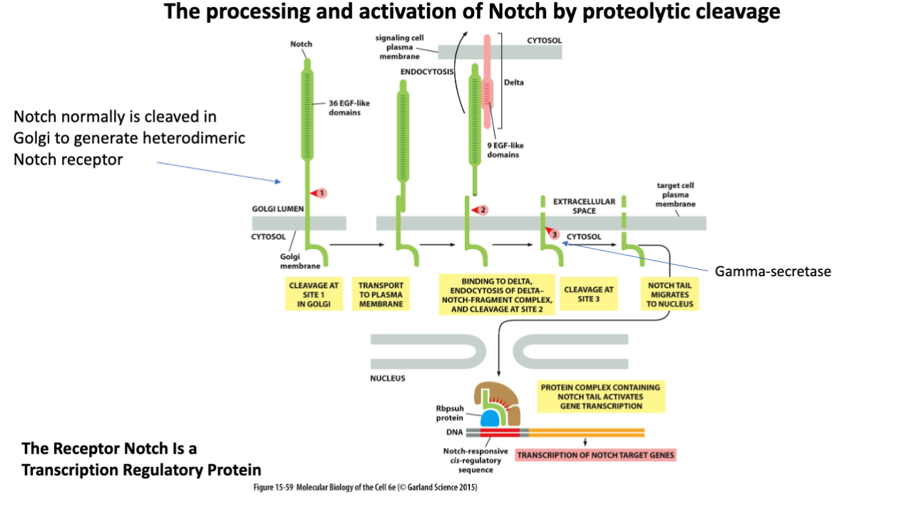 <p>Cleavage at Site 1 in Golgi</p><p>Transport to plasma membrane</p><p>binding to delta, endocytosis of delta notch fragment complex and cleavage at site 2</p><p>cleavage at site 3</p><p>notch tail migrates to nucleus</p><p>protein complex containing notch tail activates gene transcription</p>