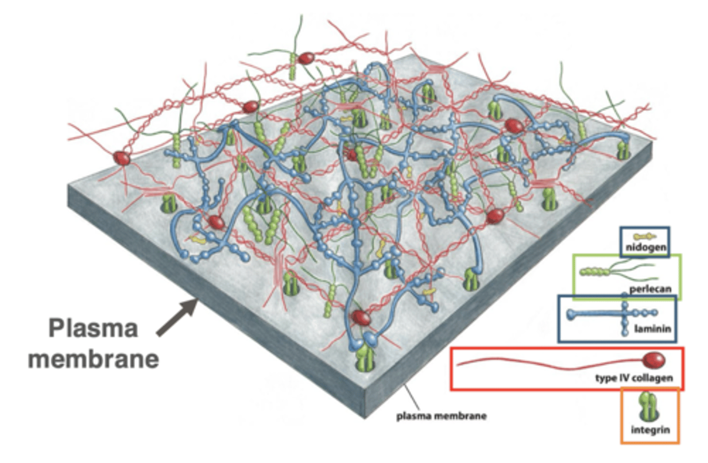 <p>cross-linked networks of collagen, proteoglycans, and multi-adhesive matrix proteins</p><p>integrins (transmembrane proteins in the plasma membrane) bind to ECM components, linking the ECM to cells</p>