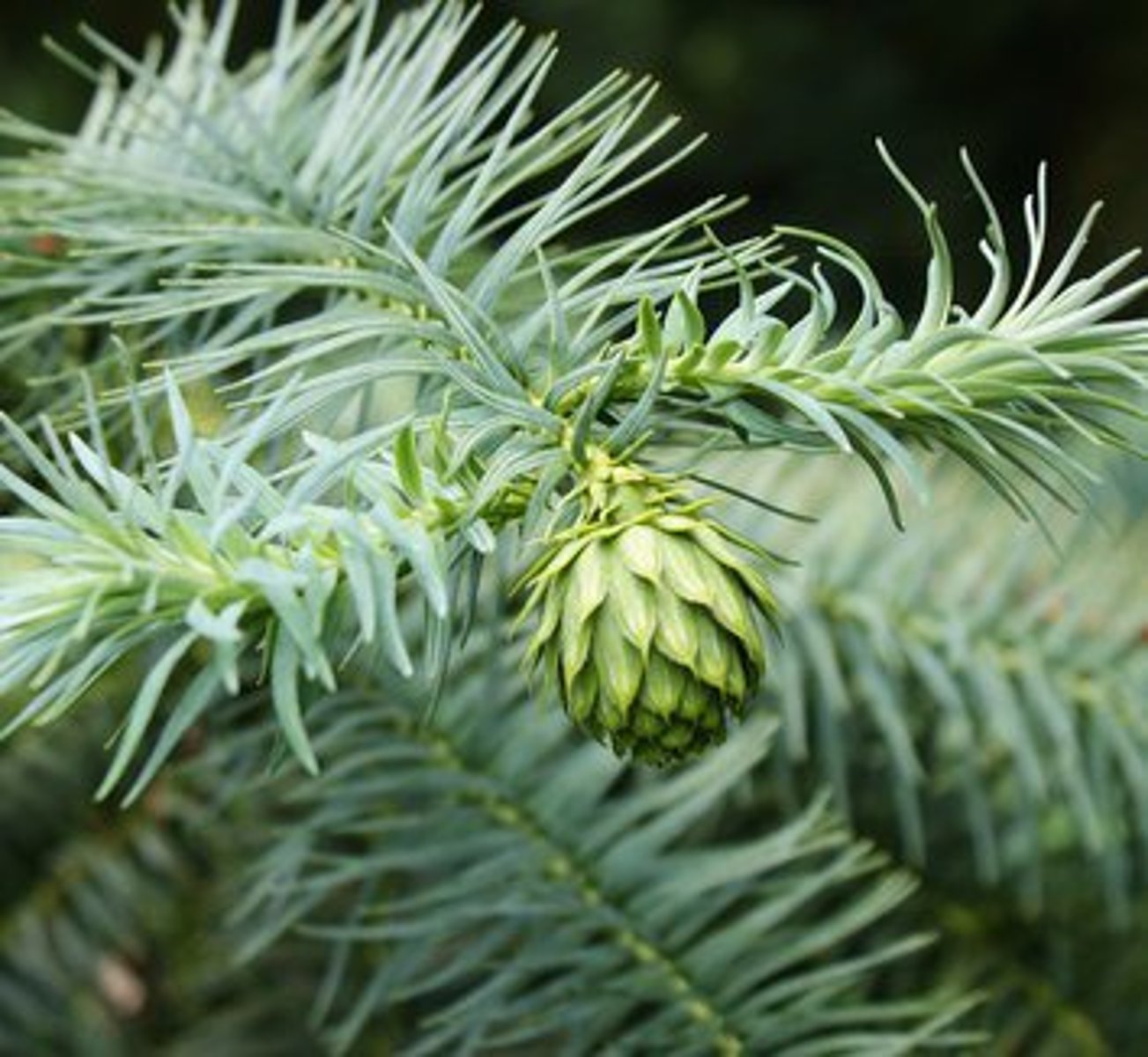 <p>- Needles: thick, long, spiraled but twisted to look flat, 2 stomatal bands, pointed.</p><p>- Pollen cones: many, tight terminal clusters.</p><p>- Seed cones: many, shiny, hooked flexible scales, terminal.</p>