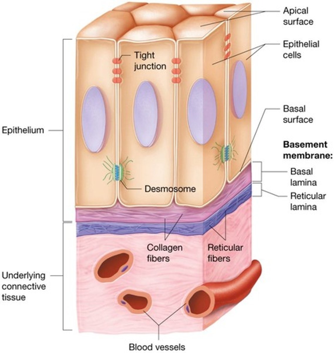 <p>On every internal and external body surface acting as a barrier between body and external environment as well as lining organs and fluid-filled cavities.</p>