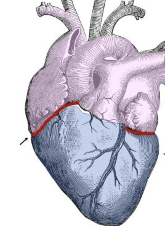 depression between the atrium and ventricle