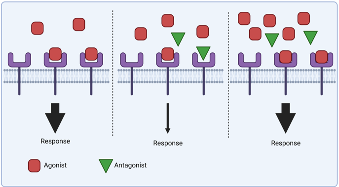 <p>Increasing agonist concentration can outcompete antagonist</p>