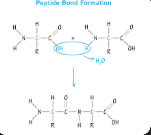 <p>Are the chemical bonds that link amino acids together to from proteins. They occur when the carboxyl group of one amino acid reacts with the amino group of another, releasing a molecule of water in a process called dehydration synthesis.</p><p>This bond is crucial for building the primary structure of proteins. </p>