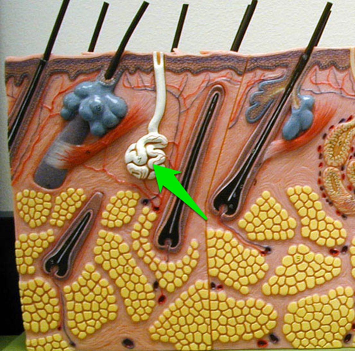 <p>numerous gland that has an opening (pore) to the surface of the skin to secrete sweat. Non-stinky sweat</p>