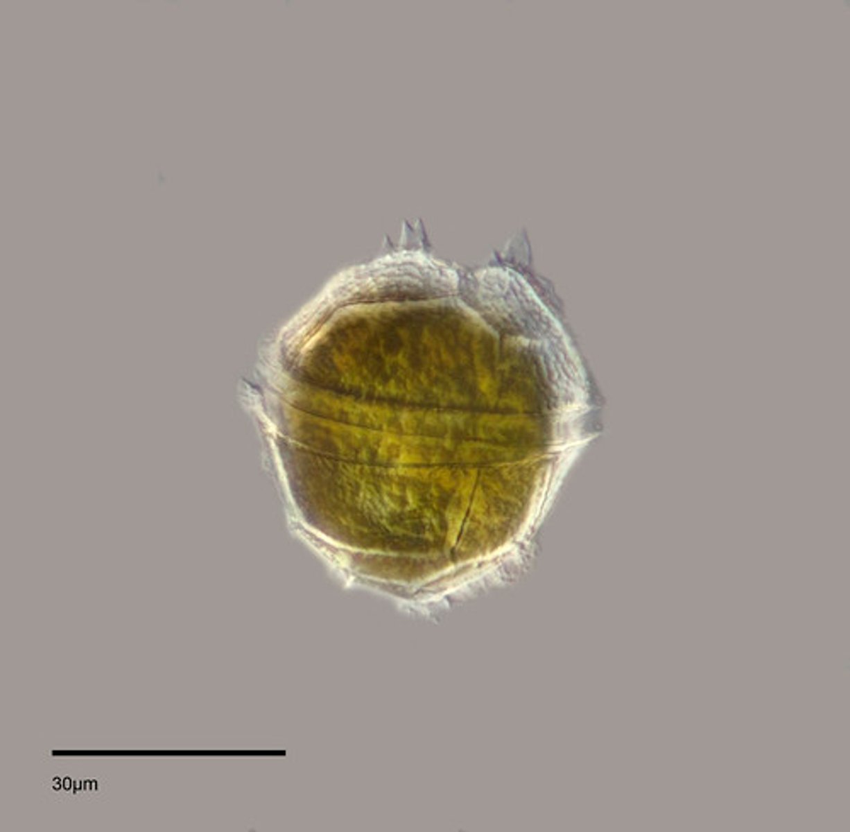 <p>plant-like protist that causes red tide</p>