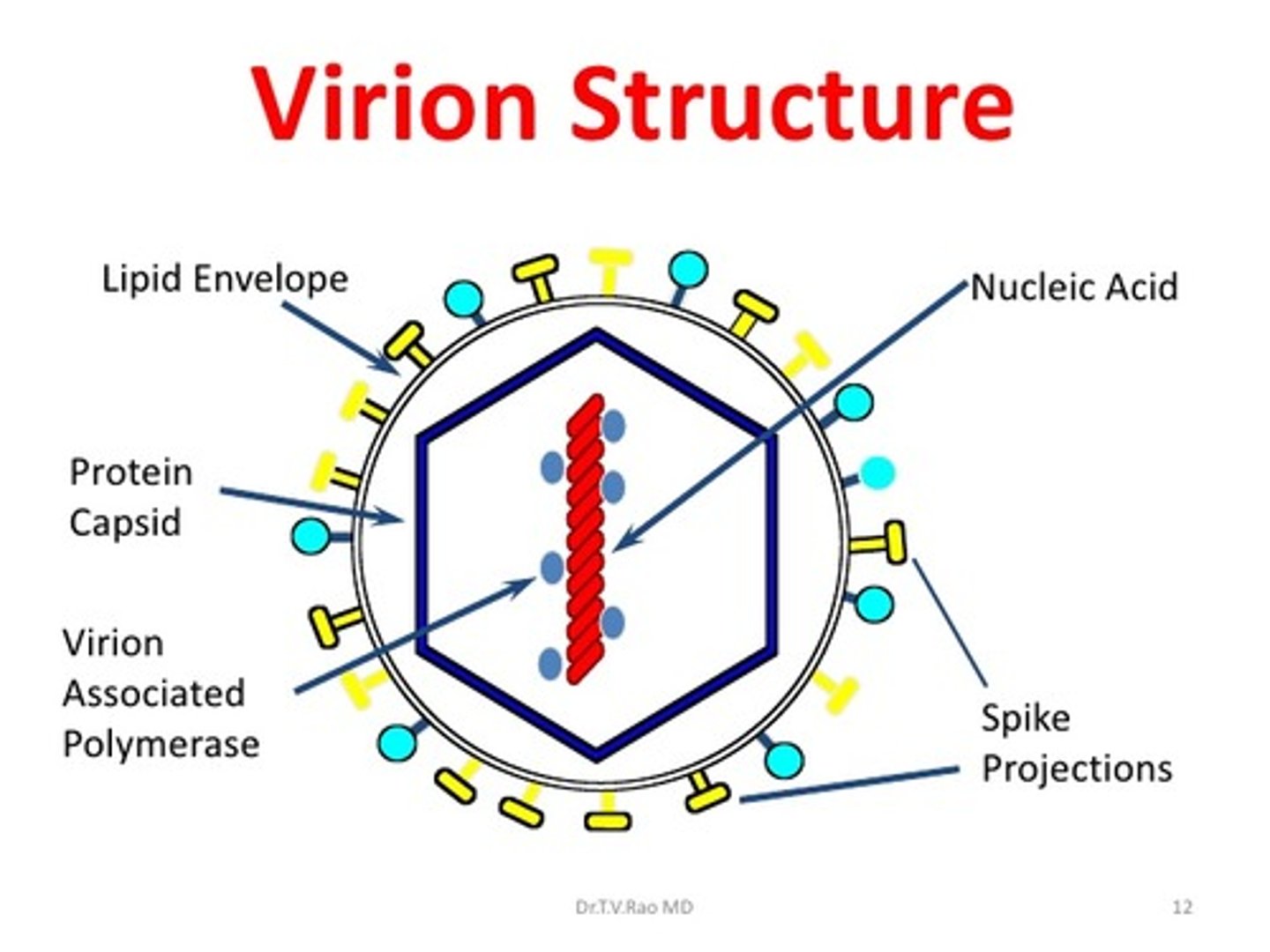 <p>Viriods are small pieces of circular RNA that can self cleave to create more of themselves.</p><p>Virions are mature viruses that are complete with a capsid. They have not entered a host and undergone uncoating yet.</p>