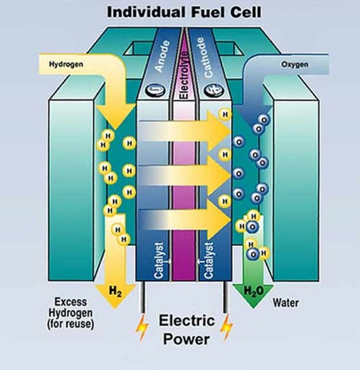 <p>a fuel cell that generates electricity from a reaction between hydrogen gas and oxygen. H protons and electrons are separated by a membrane that only allows the protons through. Electrons are forced to take an alternate route, generating a flow of charged particles (electrical current).</p>