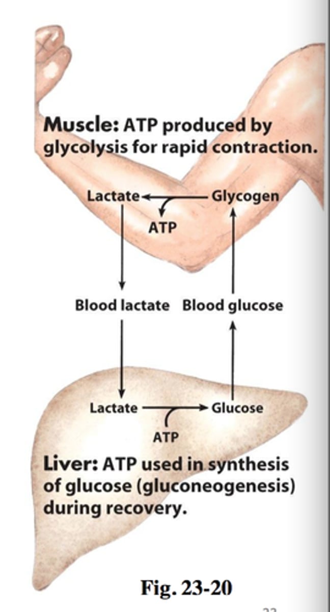 <p>- (M) low glucose = glycogen in muscles are broken down</p><p>- (M) glucose from glycogen -> pyruvate -> lactate (ATP released)</p><p>- (L) lactate -> pyruvate -> glucose (ATP used)</p>