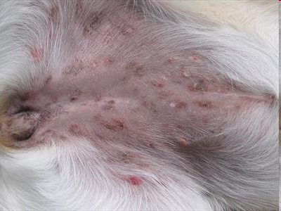 <p>Purulent skin disease</p>