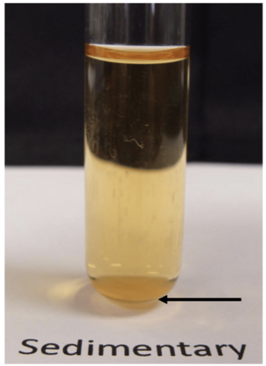 <p>growth at bottom</p><p>EX: streptococcus</p>