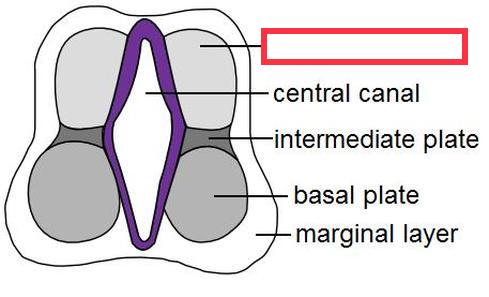developmental region of the spinal cord that gives rise to the posterior horn of the gray matter