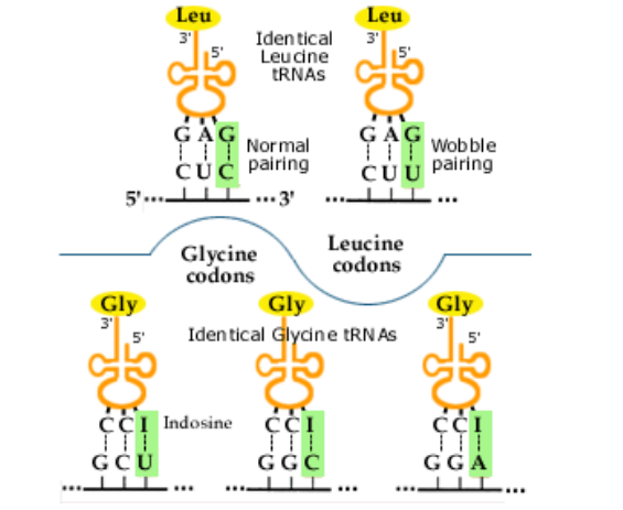 <ul><li><p>wobble refers to the third spot on the codon</p></li><li><p>the third base on the codon is less strict in pairing</p></li><li><p>multiple codons code for the same amino acid&nbsp;</p></li></ul><p></p>