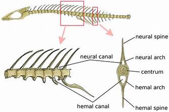 <p>bony projection that extends upward from the neural arch of the vertebrae. This structure serves to protect the spinal cord and provides attachment points for muscles</p>