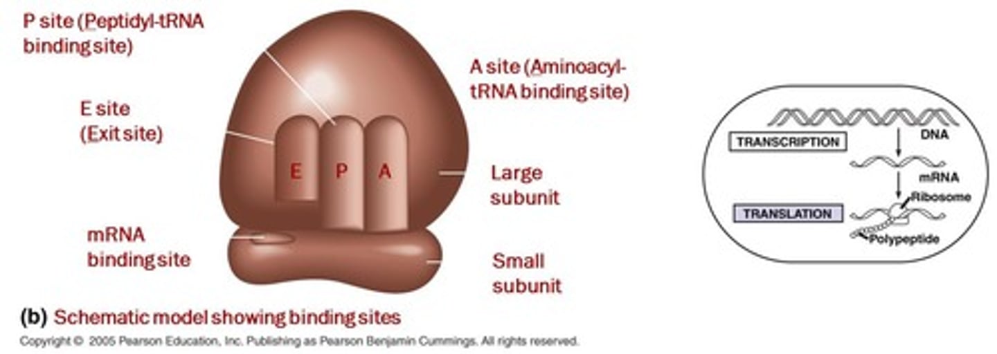 <p>P, A, and E sites for tRNA in ribosomes.</p>