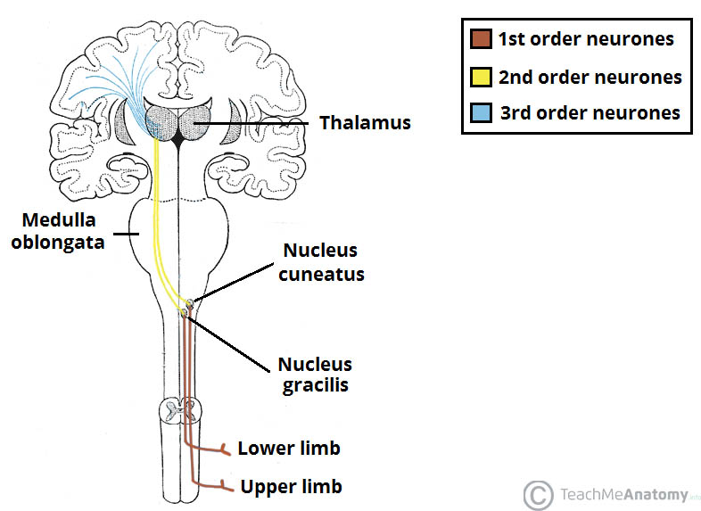 central nervous system fibers carrying sensory information from the spinal cord or periphery to the brain