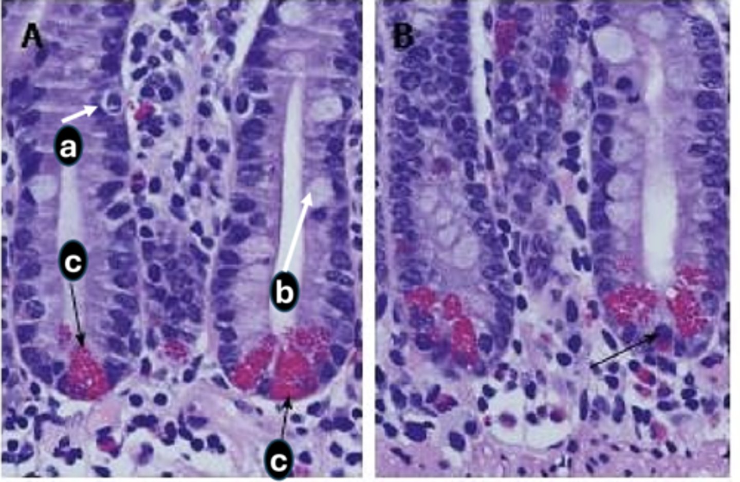 <p>D) what does the cell in (c) secrete?</p>