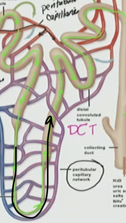 <p>C. Loop of Henle</p>