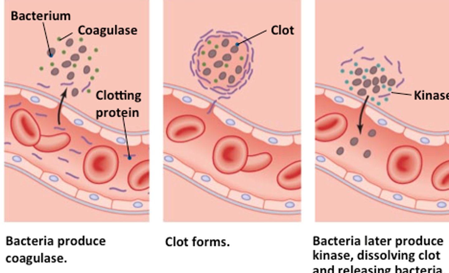 <p>coagulase allows clots to form around bacteria. fibrin allows bacteria to remain undetected until released by kinase production</p>