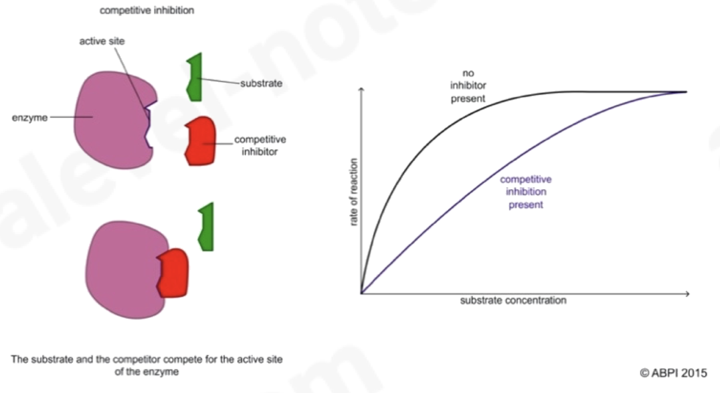 <p></p><ul><li><p>As the inhibitor molecule is similar in shape to the enzyme’s substrate, it competes with the substrate for the active site and binds with the active site inhibiting the enzymes function</p></li><li><p>if the concentration of the inhibitor rises or the substrates falls, it becomes less likely that the substrate will collide with an active site</p></li><li><p>can be reversed by increasing the concentration of substrate</p></li></ul><p></p>