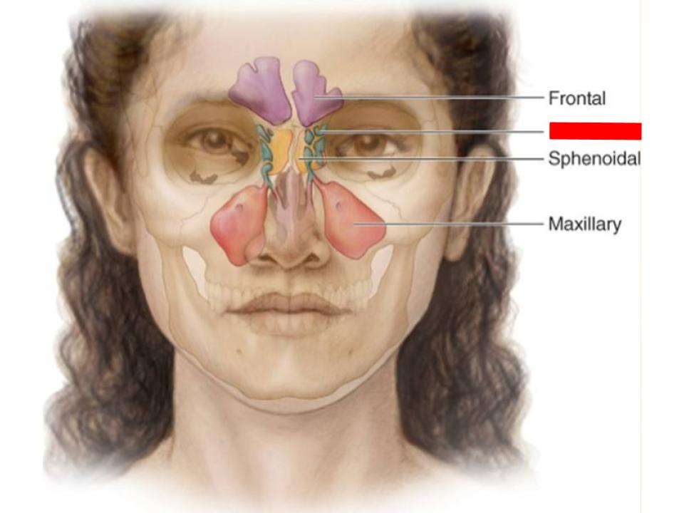 <p>paranasal sinuses</p>