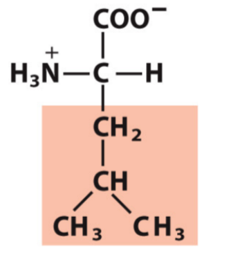 <p>Leu, L</p><p>Hydrophobic/Non-polar</p>